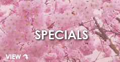 Salon Tempe - At the new and fabulous Flirt salon in tempe, you will find specials that will take your breath away.